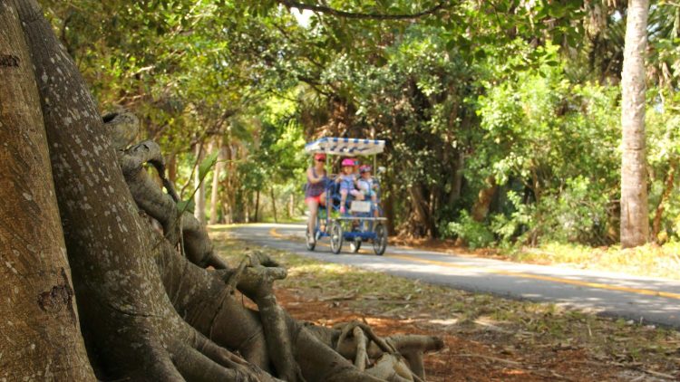 Family biking along well shaded path with banyan tree in the foreground.