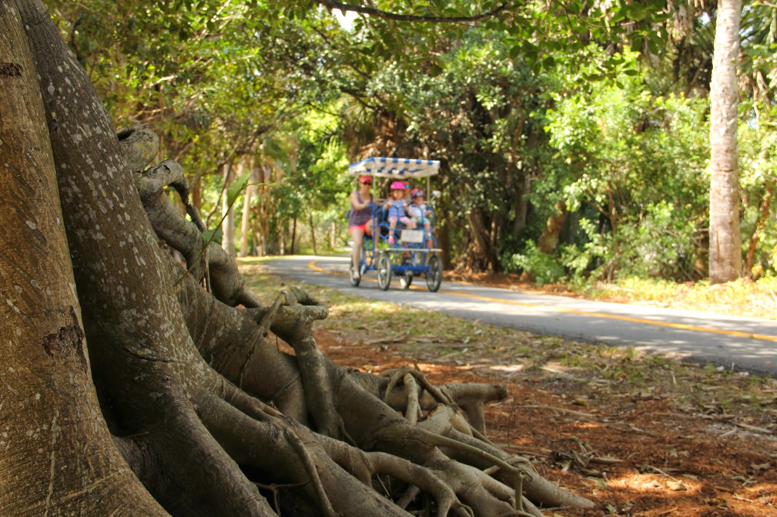 Family biking along a well-shaded path with a banyan tree in the foreground